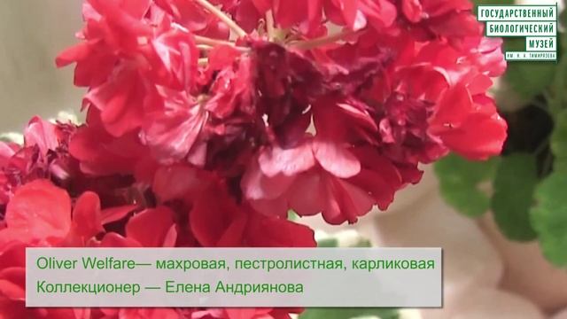 Выставка "Ужель та самая герань? Пеларгонии мира" смотреть онлайн