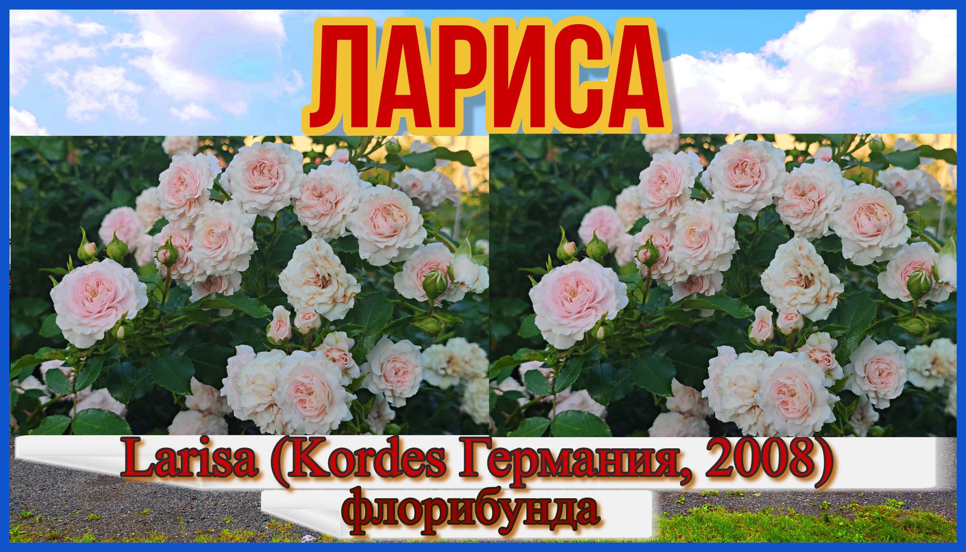 Роза  Лариса (Флорибунда) - Larisa (Kordes Германия, 2008)