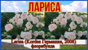 Роза  Лариса (Флорибунда) - Larisa (Kordes Германия, 2008)