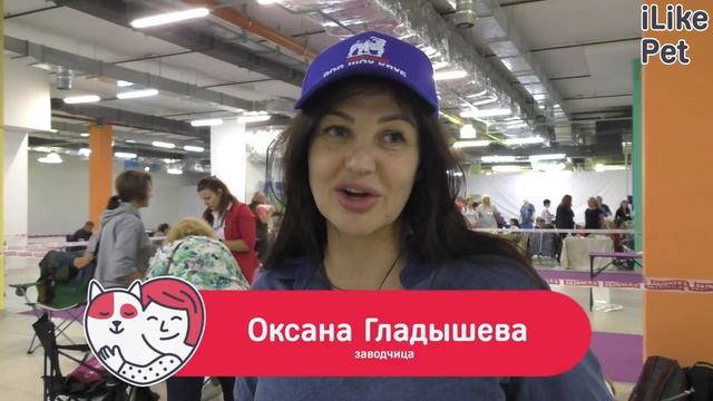 Содержание английского бульдога смотреть онлайн