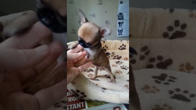 мини мальчик чихуахуа смотреть онлайн