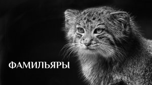 Вебинар «Фамильяры»