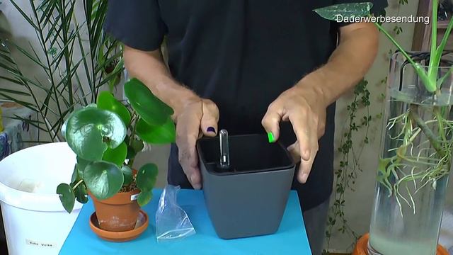 Avocado Und Mango 29 06 21 In Der Anzucht, Monstera Thai Im Wasser Und Peperomia Umtopfen