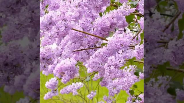 мелодия скрипки