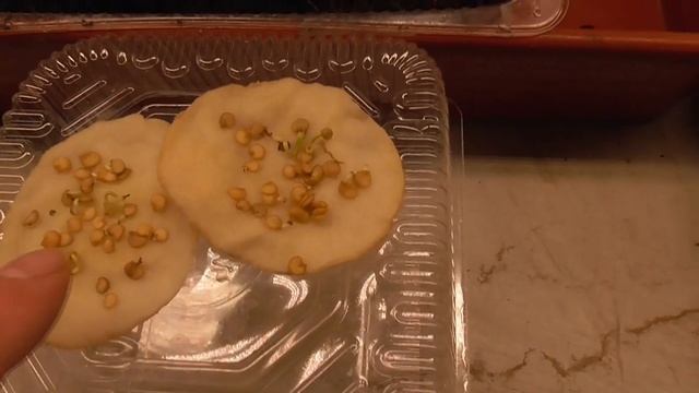 Всхожесть 5 летних семян томатов и перцев очень разная! Посмотрите! смотреть онлайн