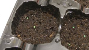 СЕЮ ПОМИДОРЫ БЕЗ ЗАМОРОЧЕК! ПОСЕВ ТОМАТОВ НА РАССАДУ В КАССЕТЫ С ГРУНТОМ, СРОКИ ПОСЕВА.