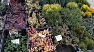 цветочный рынок Краснодар 8 ноября