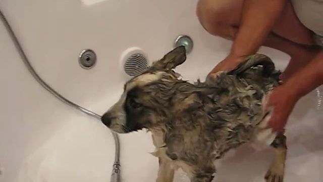 купание щенка первый раз...... смотреть онлайн