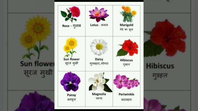 फूलो का नाम ll Flowers Name in Hindi & English ❤️❤️ #flowersname смотреть онлайн
