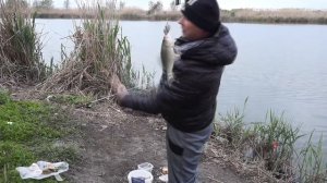 Рыбалка на карася крупный карась Краснодарский край Кубань
