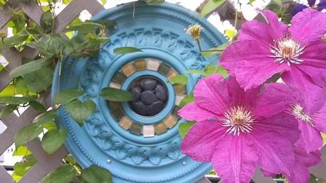 Clematis "Jackmanii Rubra" Part 2 смотреть онлайн