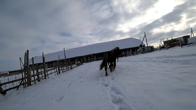 Жеребец/Лошади /знакомим двух КОБЫЛ с жеребцом смотреть онлайн