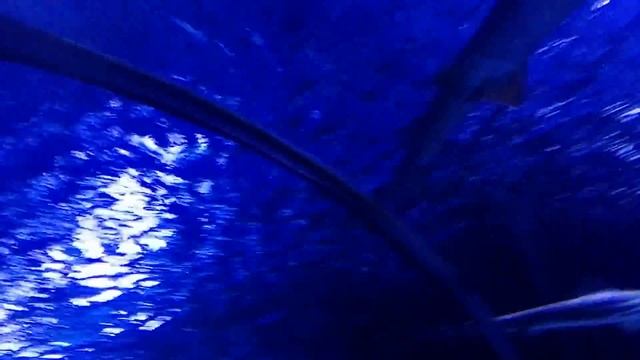 Турция. Анталия. Океанариум. (Antalya Aquarium) смотреть онлайн