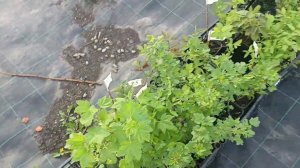 Ура, закончили собирать заказы которые должны ехать в мае.