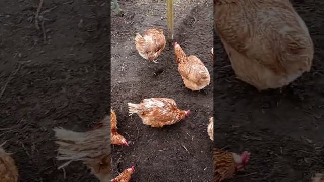 Курицы гуляют смотреть онлайн