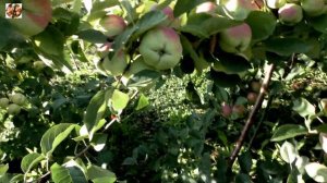 Обзор яблонь Богатырь и Мечтательница