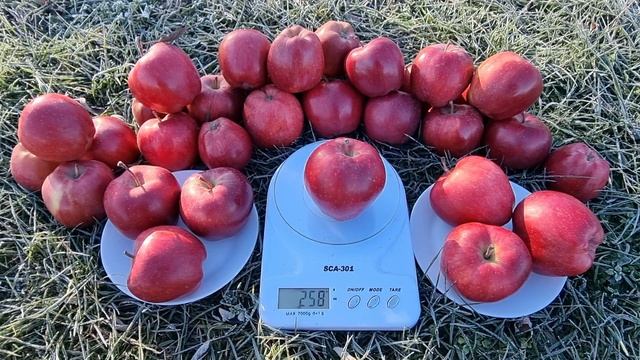 APPLE RED CHIEF / ЯБЛОНЯ РЕД ЧИФ смотреть онлайн