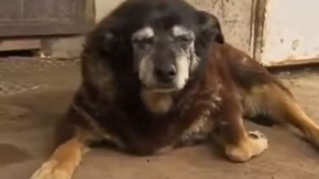 10 самых необычных собак в мире. смотреть онлайн