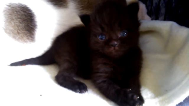 Abracadabra Cats beautiful Chocolate boy смотреть онлайн