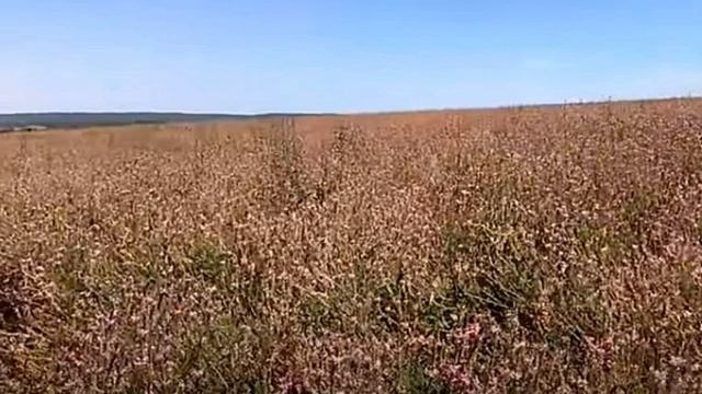 Эспарцет как медонос смотреть онлайн