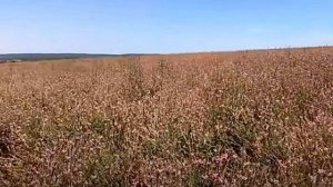 Эспарцет как медонос