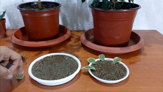How to grow Ficus Benjamina from single leaf смотреть онлайн