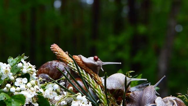 Экшн камера X-TRY XTG370 UHD 4K - тестовое видео