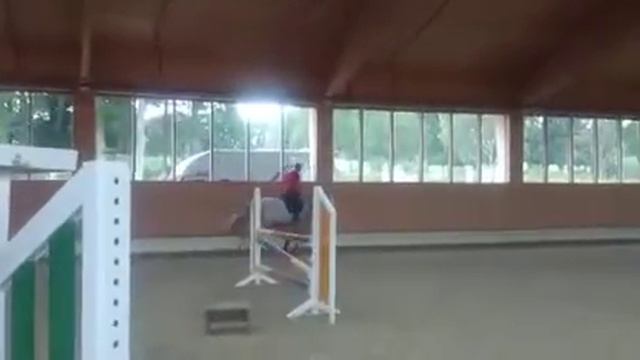 4 yh gelding Cornet obolensky x Come on 4 weeks under saddle смотреть онлайн