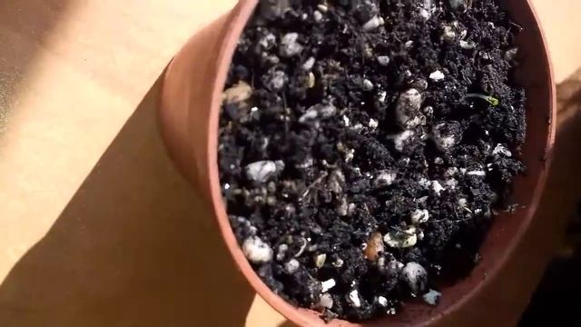 Мой первый опыт посева семян литопсов. смотреть онлайн