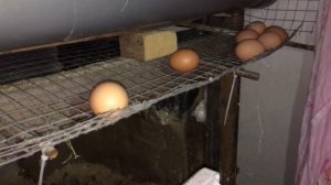 Практичный курятник своими руками . Подробно.