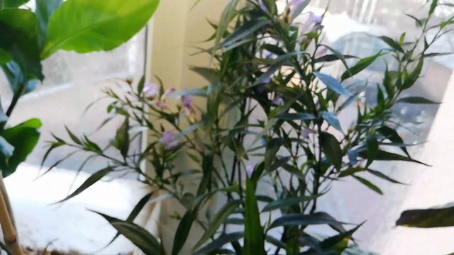 Стробилантес неравнолистый смотреть онлайн