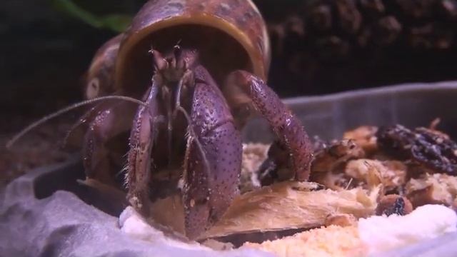 Hermit Crab Eating смотреть онлайн