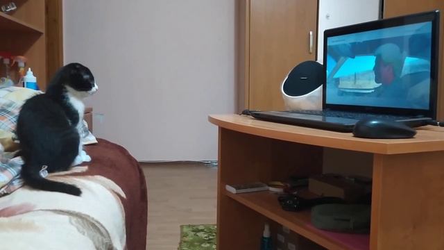 Кот смотрит телевизор Безумный Макс