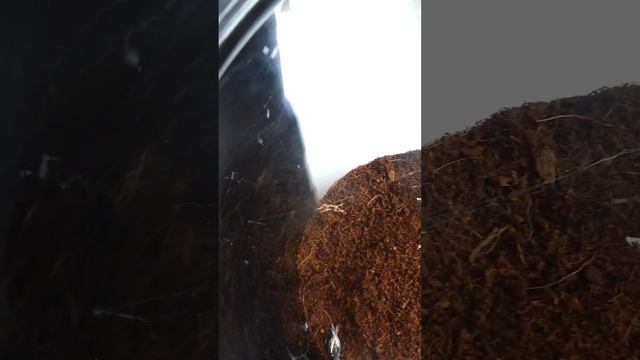 @Philip fish 50 #shorts Phoneutria Nigriventer goes ballistic caught in it web #shortvideo #short смотреть онлайн