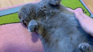 За час до родов кошка. Кошка готовится к родам.