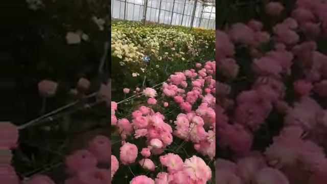 Commercial varieties of Ranunculus Romance from Green Works смотреть онлайн