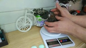 Перепела породы селадон, в каком возрасте занеслись??? #перепела #селадон #голубоеяйцо