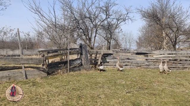 Непогода нынче в моде... Малыши подрастают./Переезд в Краснодарский край. смотреть онлайн