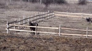 Загон для КРС.