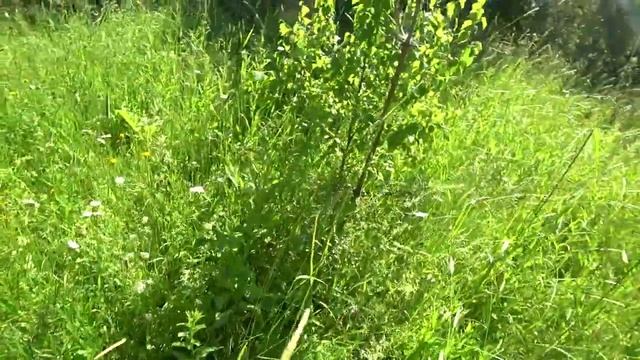 Сбор земляники, витамины под ногами