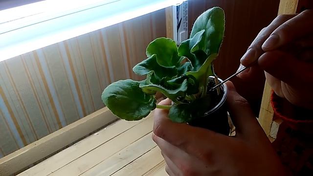 Стимуляция цветения фиалок часть 1 смотреть онлайн