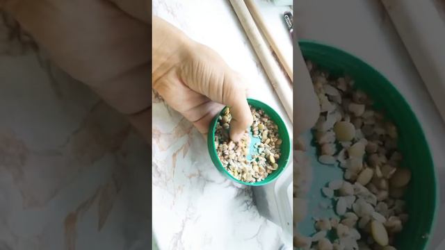 Вещи моего попугая Кирюши💖 смотреть онлайн