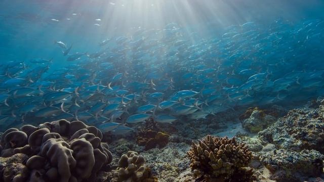 Disneynature’s Elephant & Dolphin Reef | Official Trailer | Disney+ смотреть онлайн