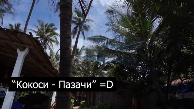 Музикални уроци на индийски плаж, кокоси и море! - Ashvem Beach / GOA / India смотреть онлайн