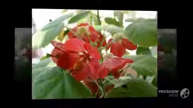 Цветы Абутилон (Abutilon flower) смотреть онлайн