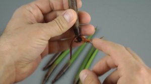 Мангровые деревья. Выращиваем дома