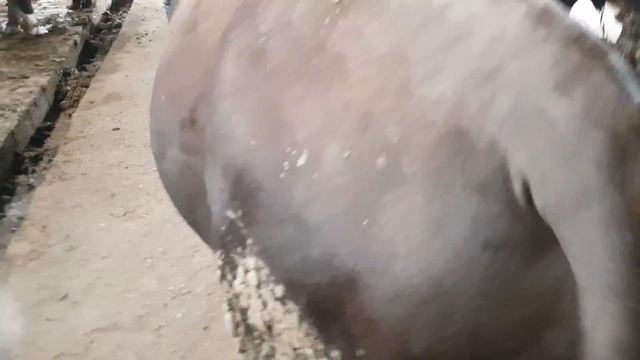 Забой бычков после 9 месяц на откорм смотреть онлайн