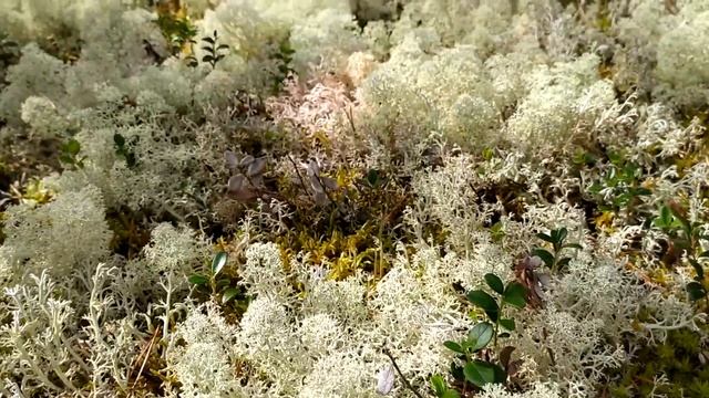 Русский Север 2020 - часть 4. Архангельская область. смотреть онлайн