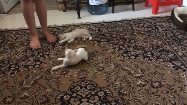 Играю с нашими маленькими пушистиками! Котята Том, Марсик, Одри! смотреть онлайн