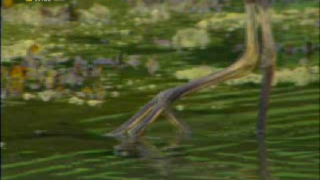 Медведи острова Страха смотреть онлайн